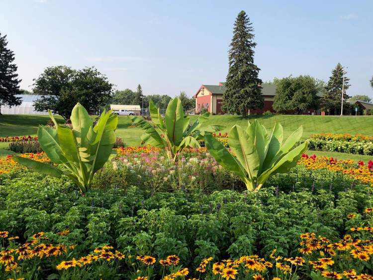 'Majestic' Banana Plants Stand Guard at Sunken Gardens &amp; West Chicago Neighborhood