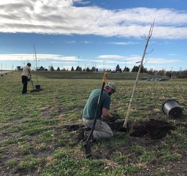 City Parks crews spent a few days planting 94 trees of different varieties in Robbinsdale Park.