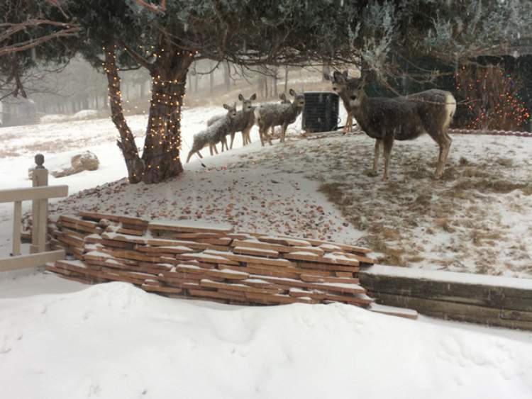 The City's Public Works Committee approved a measure authorizing the Parks and Recreation Department to harvest 100 deer during the 2016-17 season within city limits.  If approved by the City Council, the deer will be harvested by certified shooters and the meat donated to Sportsmen Against Hunger and provided to people in need through coordination with Feeding South Dakota.