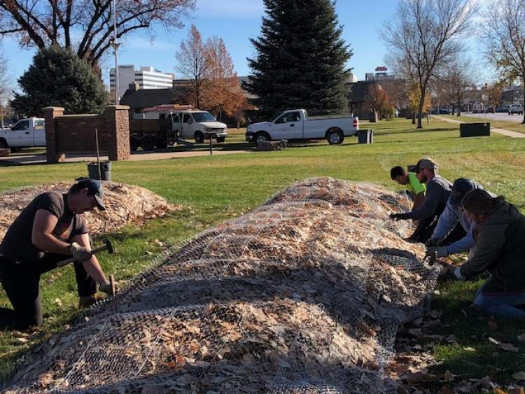 Crews placing mesh wire over mounds of leaves protecting the rose flower beds for the upcoming winter months.