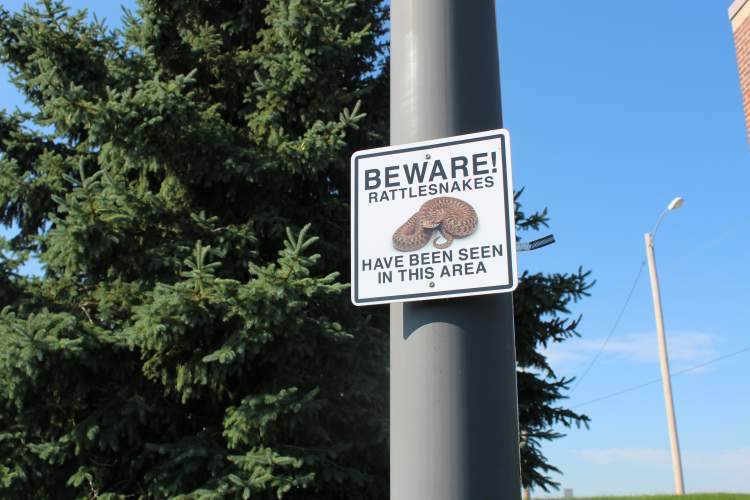 The Rapid City Fire Department and Reptile Gardens are urging the public to be mindful of their surroundings in the late summer and be mindful of their surroundings for rattlesnakes.