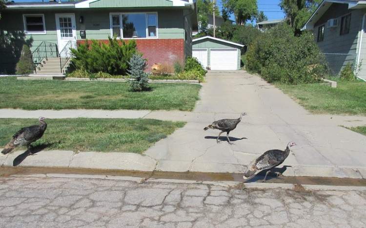 Thanksgiving: City Services Adjusted For Holiday Week