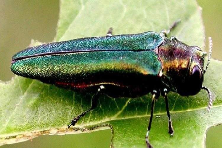 City Officials Asked To Adopt Management Plan For Emerald Ash Borer
