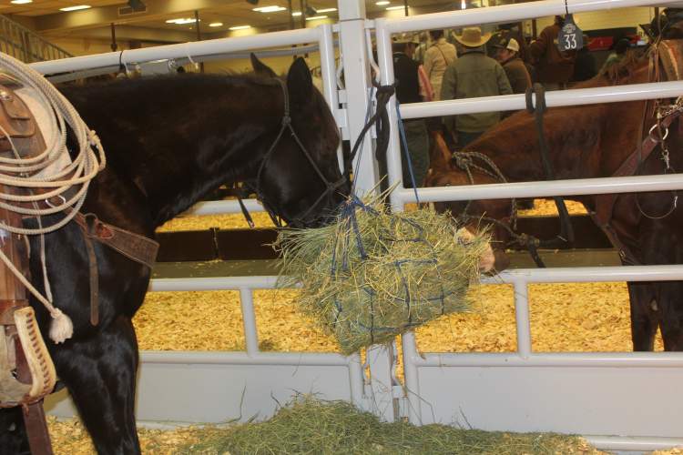 The 60th annual Black Hills Stock Show and Rodeo is underway.