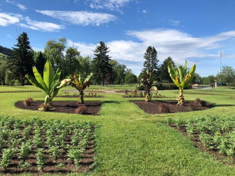 Four banana plants stand guard at the Formal Gardens area at Sioux Park.