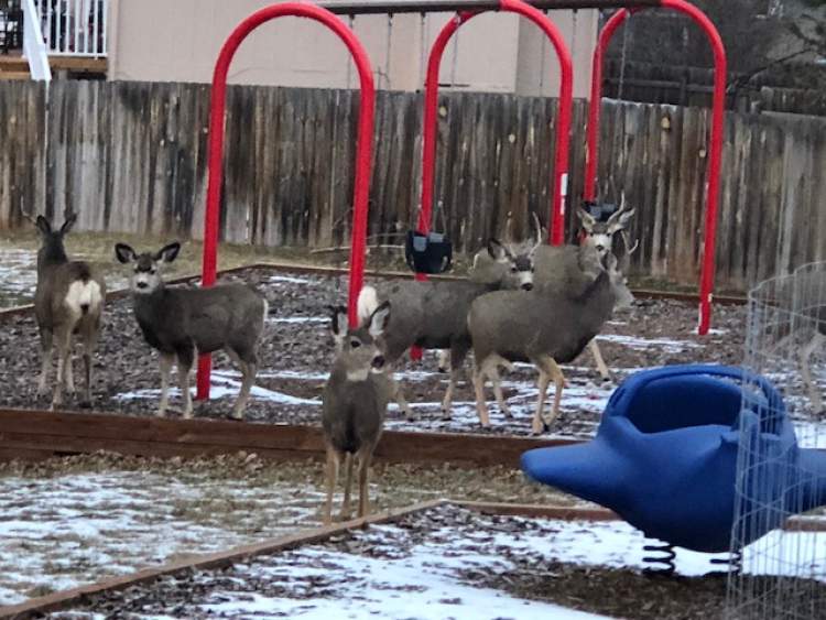 City Deer Harvest Yields Record Amount of Meat for Donation