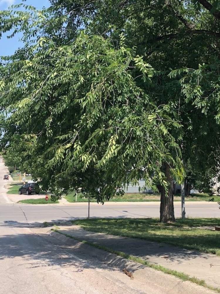 City Reminds Home &amp; Property Owners to Trim Branches &amp; Avoid Obstructing Traffic Signs (yes, there's a stop sign there)