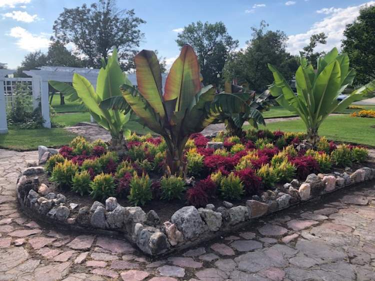 Banana Plants an Eye-Catcher in City's Wilson Park