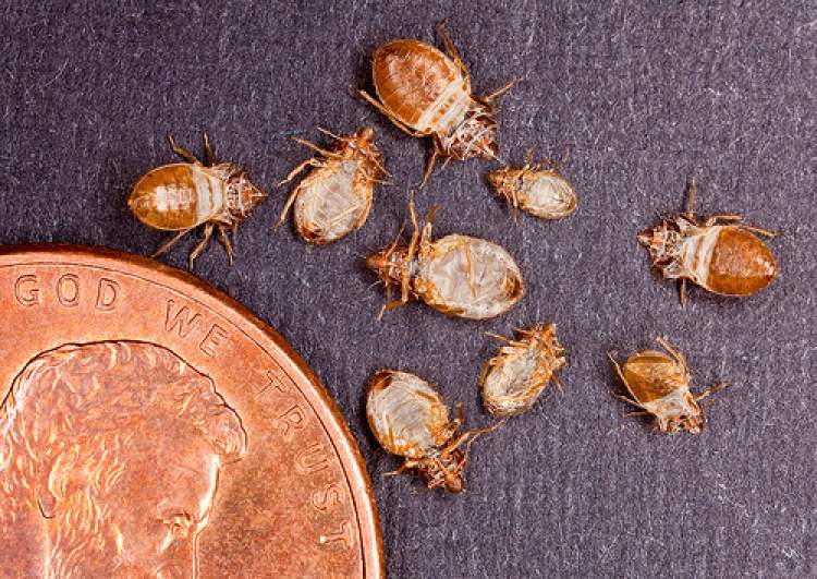 Reports of bed bugs in Rapid City are increasing; vigilance and precautions are key say City building officials