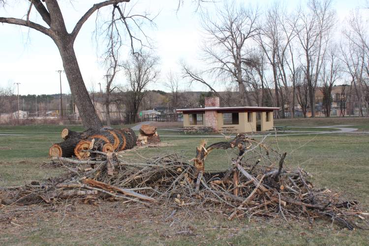 Crews will begin removing dead and diseased trees in north Rapid City under a state grant awarded to the City of Rapid City. (City File Photo of diseased trees removed in Jackson Park)