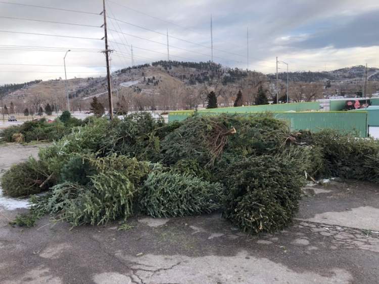 The remote disposal site at Fitzgerald Stadium and the Landfill accepts natural trees, wreaths and garland (ornaments, stands and bags removed) through January 31.  Photo from 2021 site.