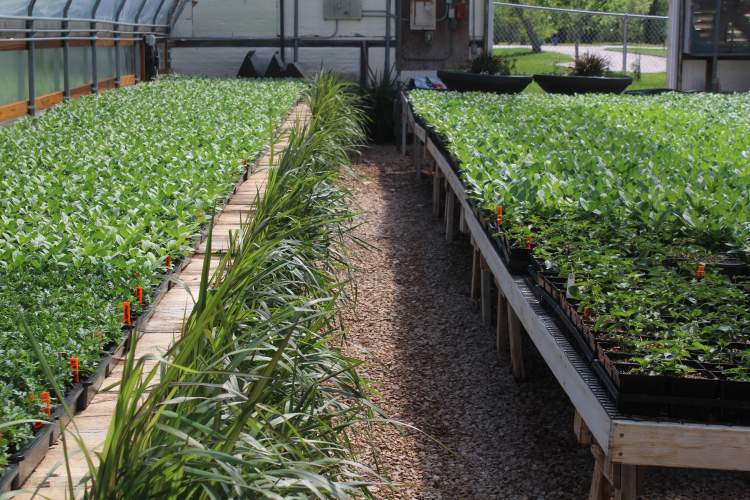 City Greenhouse Specialist John Berglund and his staff have raised more than 30,000 plants, flowers, shrubs, bushes and grasses to be planted in many of the City's parks and presentation areas beginning next week.