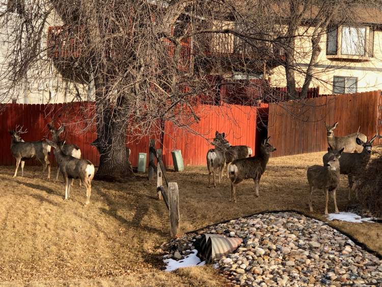 City's Annual Deer Harvest Yields Two Tons of Meat for Feeding South Dakota