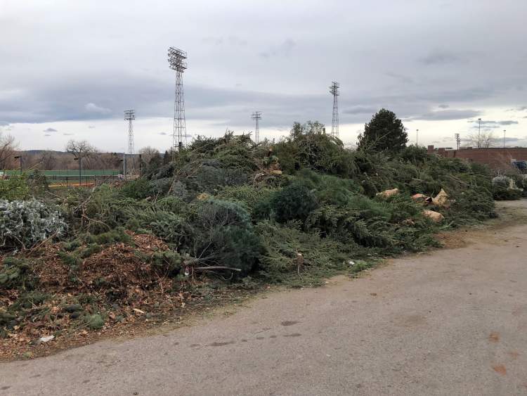 The Numbers Are In! Solid Waste Crews Collect Tons of Trees and Lights