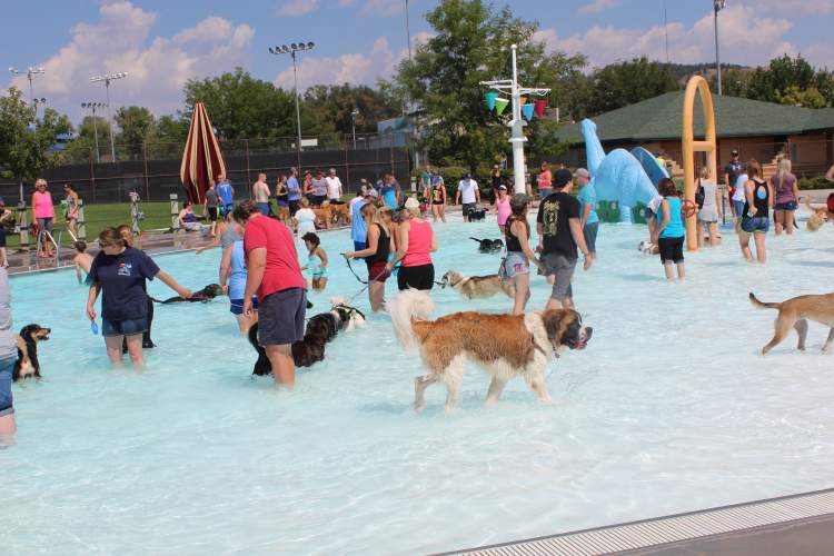 Canines cavort at the Jimmy Hilton pool Sunday at Sioux Park at the second annual Wags and Waves fundraising event for the Humane Society of the Black Hills. 