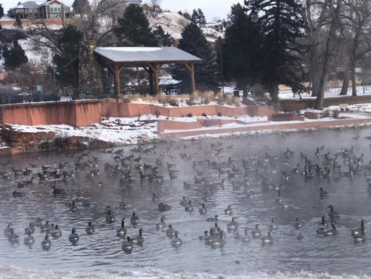 Geese reside on Canyon Lake on a partially-foggy morning in December 2022.