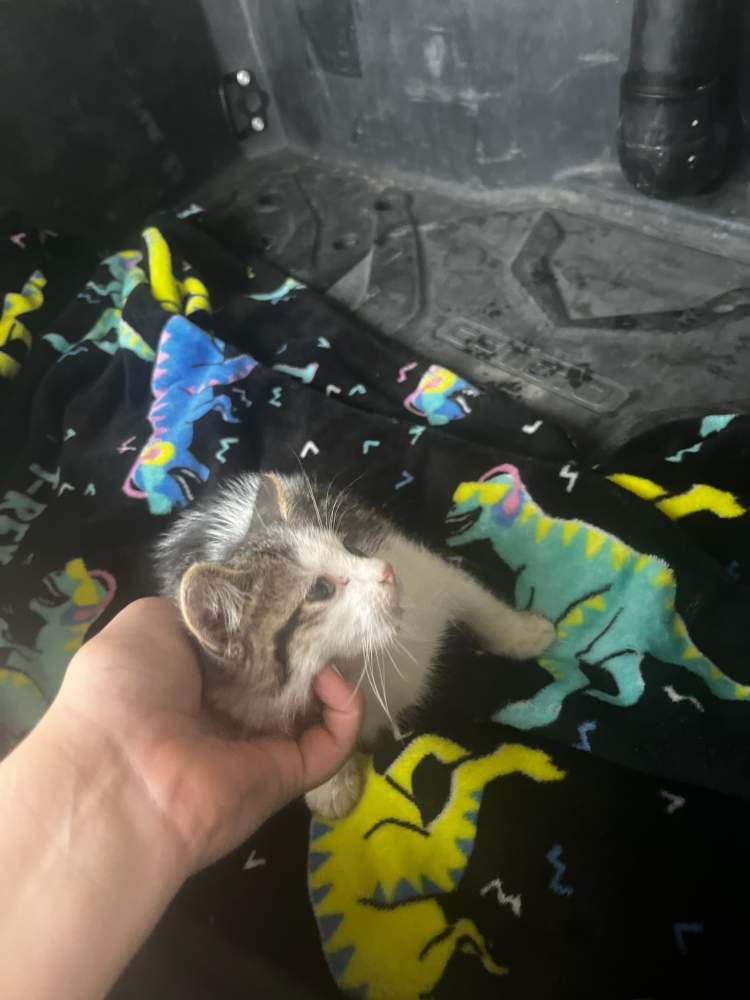 City Workers Save Kitten Stuck in City Hall Storm Drain