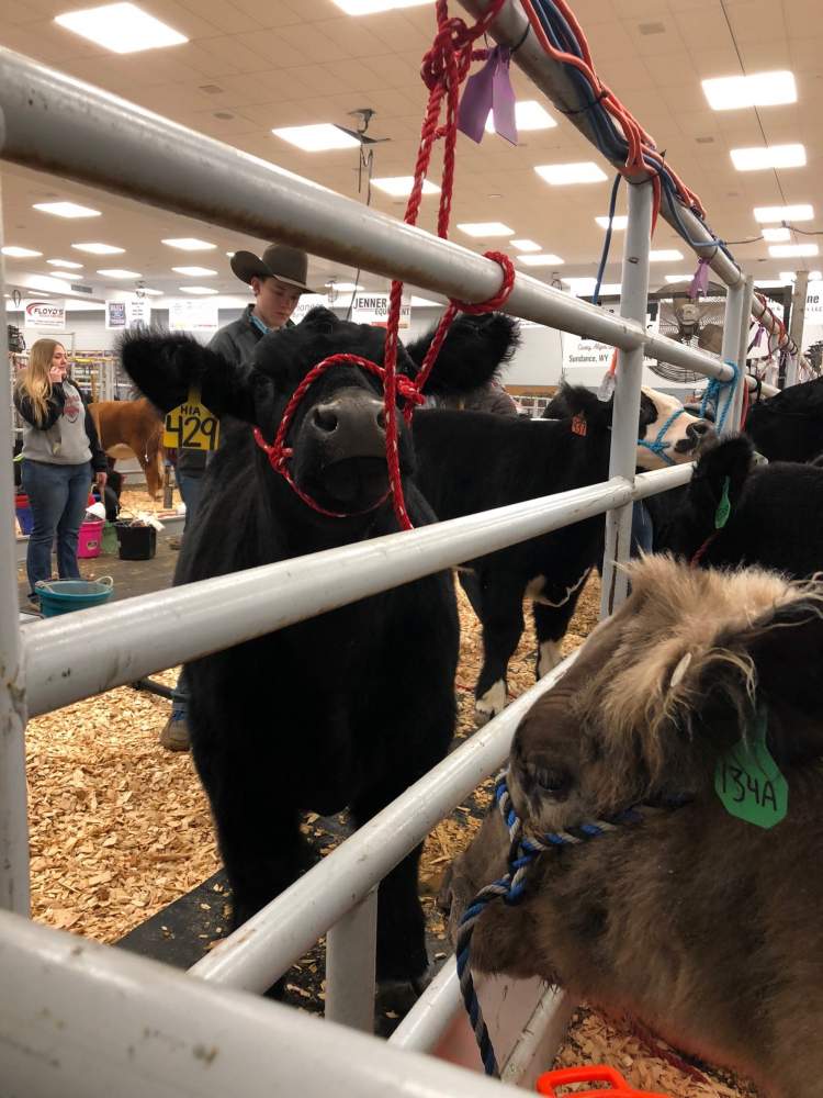 The 63rd annual Black Hills Stock Show and Rodeo got underway today (January 29) with the Youth Beef Show.
