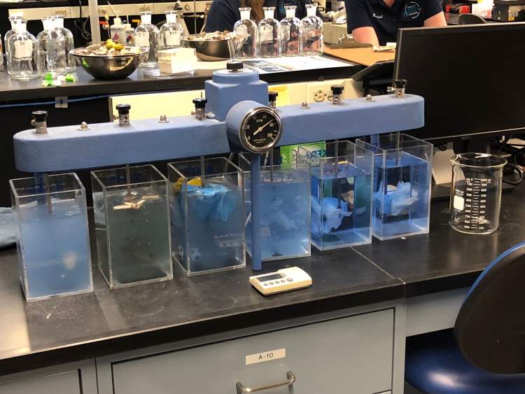 Beakers at the Rapid City Wastewater Treatment Plant show the progression, or lack thereof, of particular items that are flushed down drains. Rapid City officials remind homeowners to 'Save The Pipes' by flushing only toilet paper down toilets and do not put fats, oils, grease down the kitchen sink.