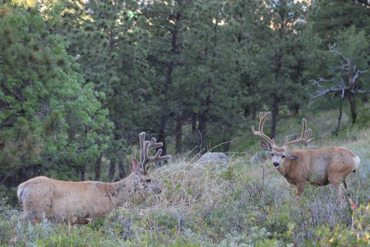 A couple of bucks enjoy the foliage near Dinosaur Park and the Skyline Wilderness Trail system.