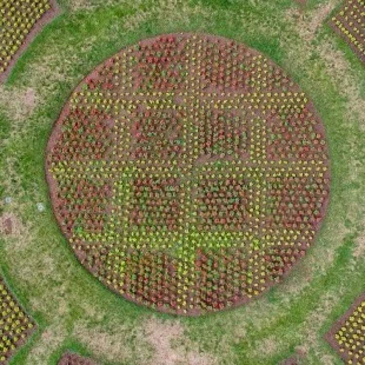 The City's Cherry Pie Flower Garden at the Sunken Gardens area off Canyon Lake Drive.