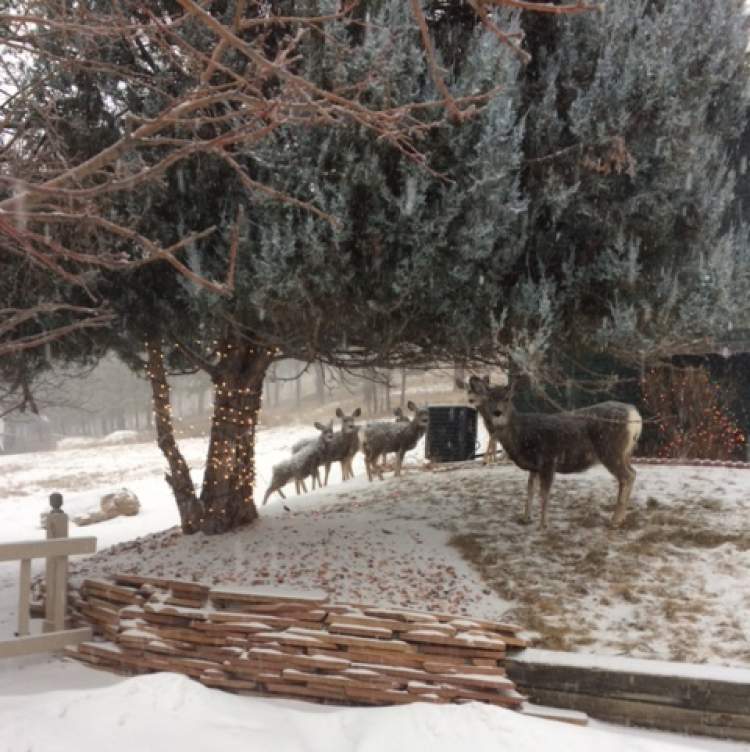 (12/7 Update) City Council Approves City Deer Harvest Plan