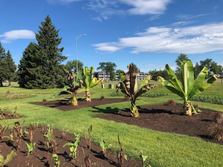 Four banana plants are making an encore appearance at Wilson Park this summer after spending last summer at the Formal Gardens area at Sioux Park.